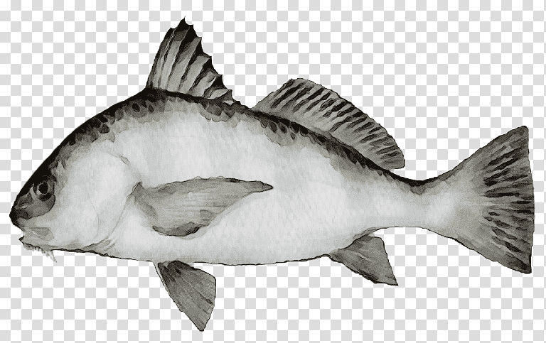 black drum red drum fishing weakfish bluefish, Watercolor, Paint, Wet Ink, Spotted Seatrout, Striped Bass, Cynoscion Arenarius transparent background PNG clipart