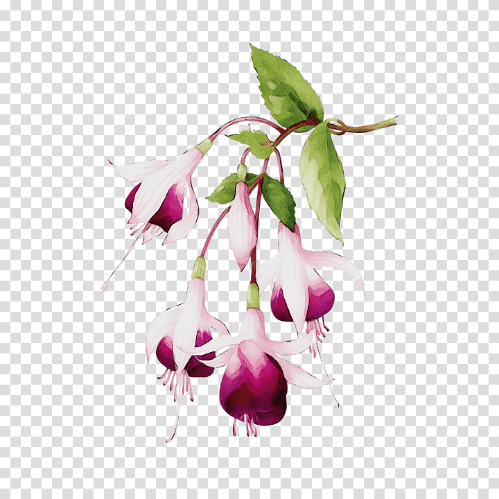 plant stem cut flowers fuchsia flower petal, Watercolor, Paint, Wet Ink, Flora, Magenta, Branching transparent background PNG clipart