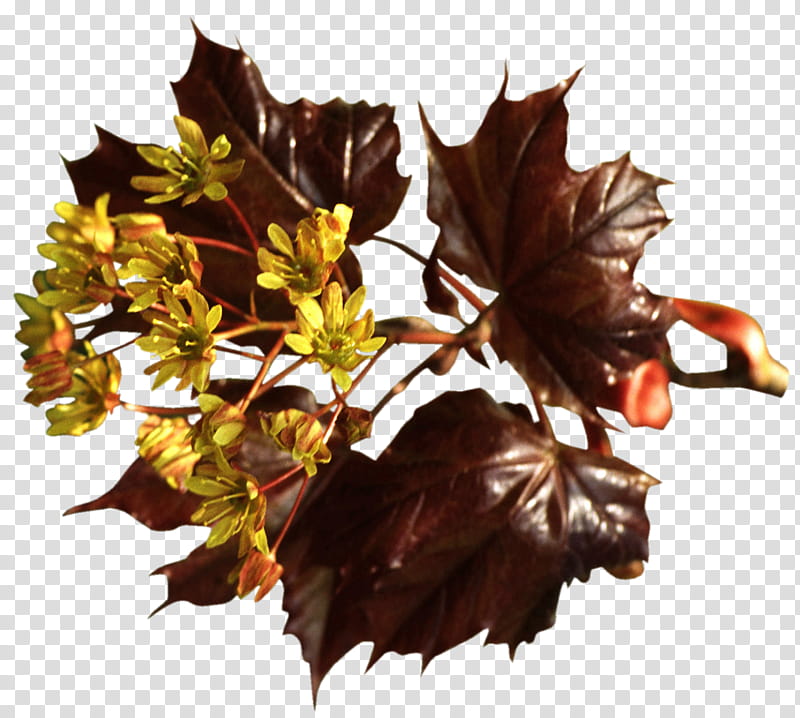 Maple leaf, Tree, Plant, Plane, Woody Plant, Flower, Beech, Deciduous transparent background PNG clipart