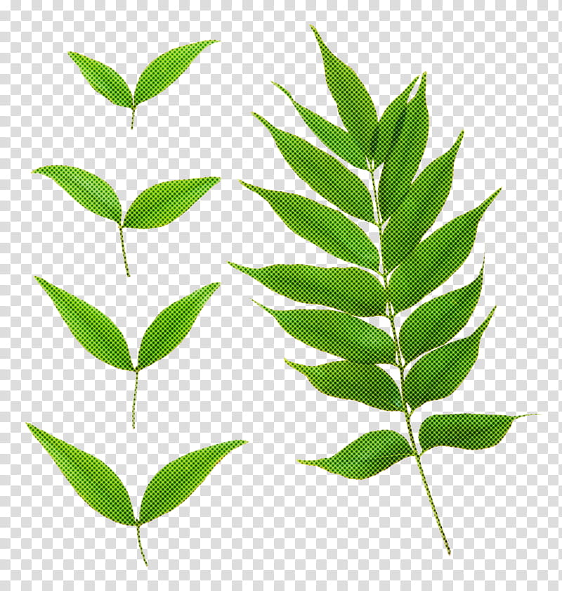 leaf plant flower tree woody plant, Plant Stem, Curry Tree transparent background PNG clipart