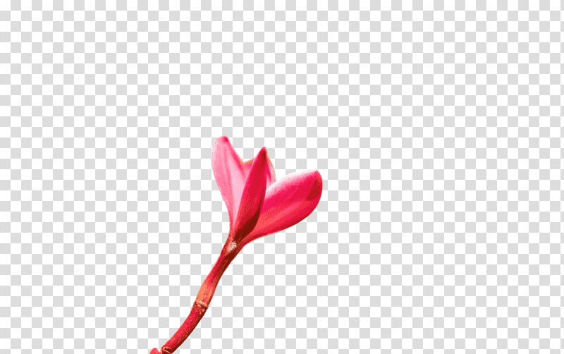 plant stem flower petal bud red, St Nicholas Day, Watch Night, Bhai Dooj, Chhath Puja, Kartik Purnima, Milad Un Nabi transparent background PNG clipart