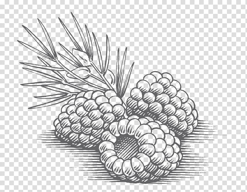 Pineapple, Plant, Line Art, Conifer, Tree, Pine Family, Fruit, Conifer Cone transparent background PNG clipart