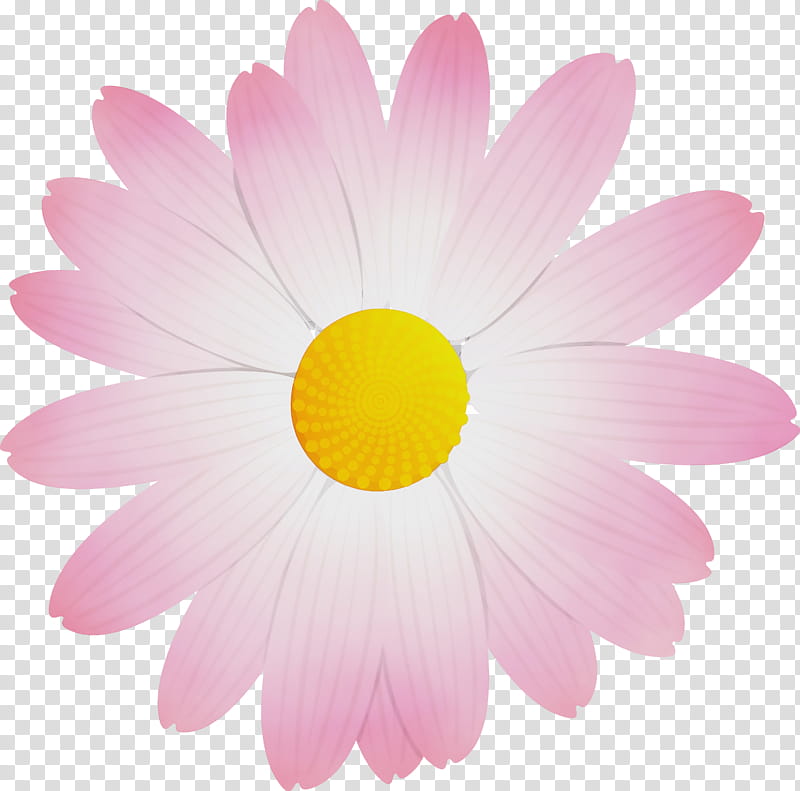 Daisy, Marguerite Flower, Spring Flower, Watercolor, Paint, Wet Ink, Petal, Pink transparent background PNG clipart