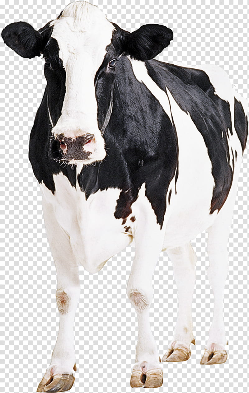 holstein friesian cattle goat calf weighing scale dairy cattle, Cattle Chute, Selleton Scales, Live, Optima Op932 Ubeam Pallet Scale, Beef Cattle, Pasture, Optima Scale transparent background PNG clipart