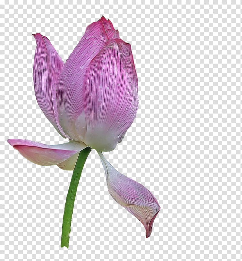 Lotus Flower Summer Flower, Plant Stem, Bud, Tulip, Petal, Leaf, Shoeblackplant, Garden Roses transparent background PNG clipart