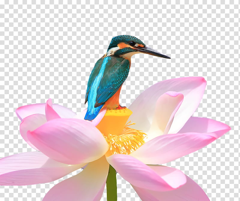 Lotus Flower Summer Flower, Hummingbirds, Beak transparent background PNG clipart