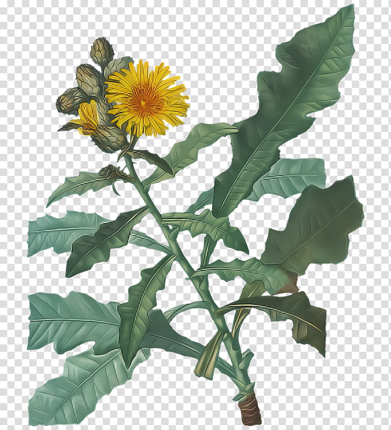 Floral design, Leaf, Chrysanthemum, Plant Stem, Flower, Sow Thistles, Branch, Sunflowers transparent background PNG clipart