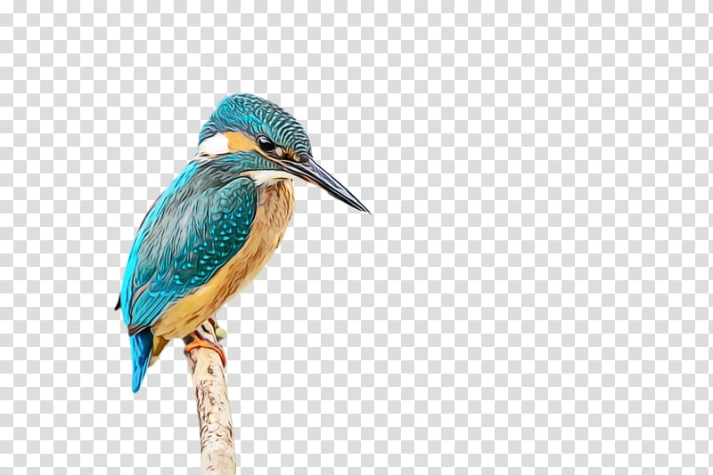 birds beak green heron bee-eater hummingbirds, Watercolor, Paint, Wet Ink, Beeeater, Atlantic Canary, Songbirds, Great Blue Heron transparent background PNG clipart