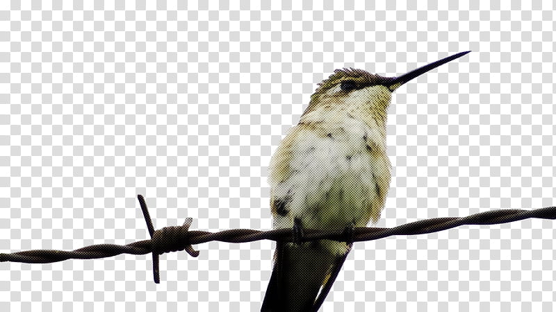 bird, Hummingbird, Beak, Twig, Jacamar, Perching Bird, Rufous Hummingbird transparent background PNG clipart