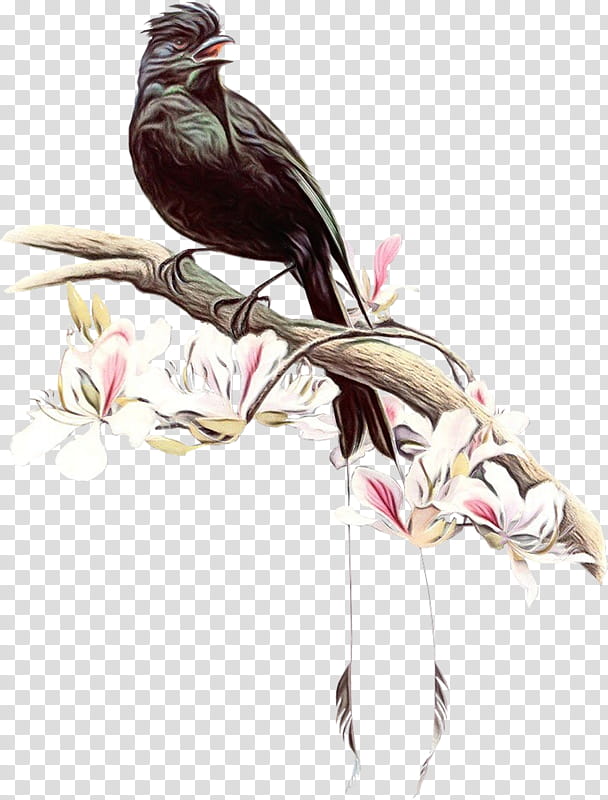 bird beak plant cuculiformes cuckoo, Watercolor, Paint, Wet Ink, Bulbul, Coraciiformes, Tail, Perching Bird transparent background PNG clipart