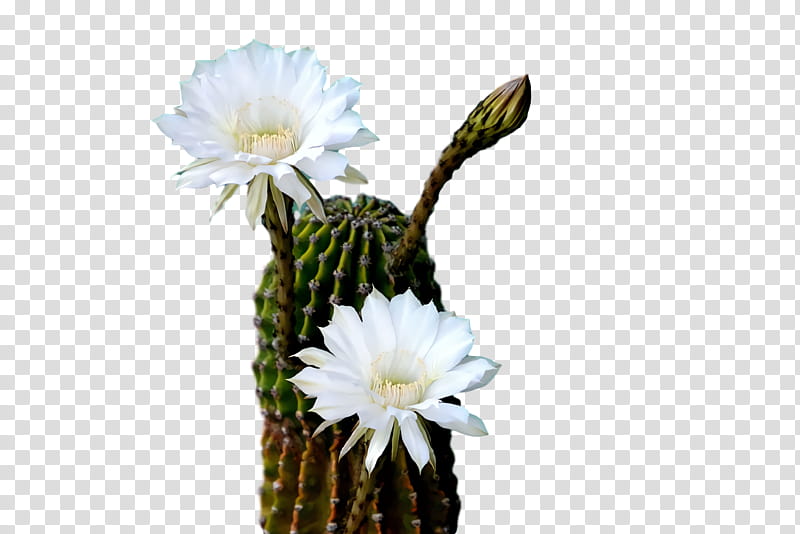 Cactus, Largeflowered Cactus, Plant Stem, Flowerpot, Echinocereus, Plants, Biology, Science transparent background PNG clipart