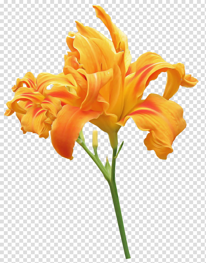 orange day-lily orange lily plant stem flower tiger lily, Orange Daylily, Edible Canna, Easter Lily, Lily Of The Incas, Madonna Lily, Arumlily, Daylilies transparent background PNG clipart