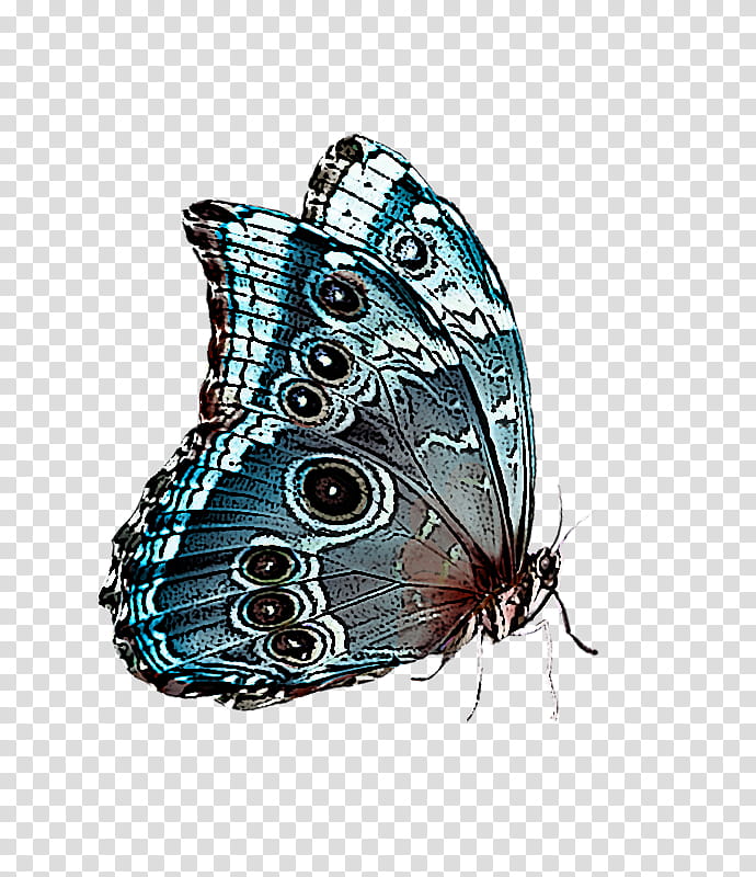 cynthia (subgenus) butterfly insect moths and butterflies brush-footed butterfly, Cynthia Subgenus, Brushfooted Butterfly, Turquoise, Pollinator, Lycaenid, Apatura transparent background PNG clipart