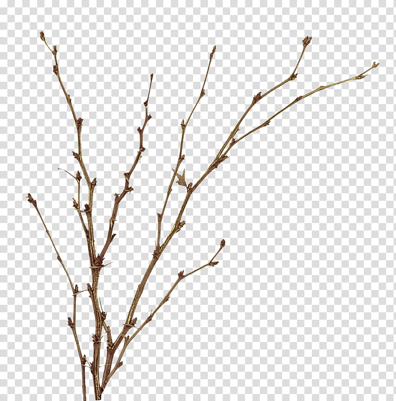 branch twig tree plant plant stem, Flower transparent background PNG clipart