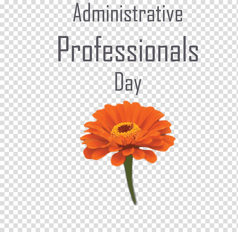 Administrative Professionals Day Secretaries Day Admin Day, Transvaal Daisy, Cut Flowers, Petal, Pot Marigold, Meter, Happiness transparent background PNG clipart
