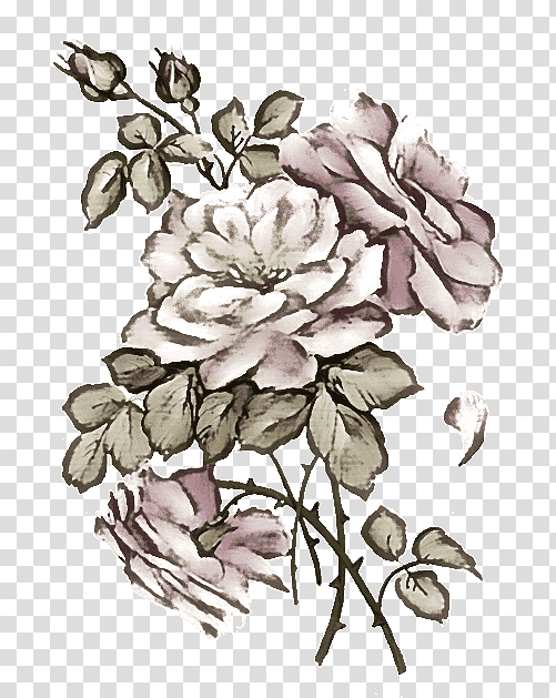 Floral design, Plant Stem, Cabbage Rose, Rose Family, Cut Flowers, Petal, Creativity transparent background PNG clipart