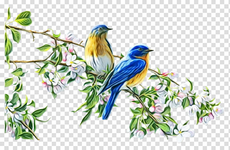 bird bluebird eastern bluebird songbird beak, Watercolor, Paint, Wet Ink, Perching Bird, Lazuli Bunting, Plant, Branch transparent background PNG clipart