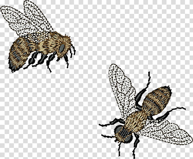 Bumblebee, Honey Bee, Insect, Carniolan Honey Bee, Apidae, Worker Bee, Nectar, Beehive transparent background PNG clipart