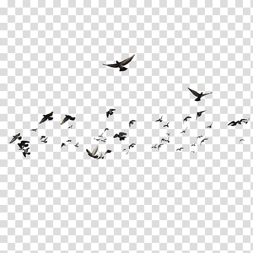 birds bird migration flock earth beak, M02j71, Animal Migration, Huntly Park, Water Bird, Black White M, Sky, Logo transparent background PNG clipart