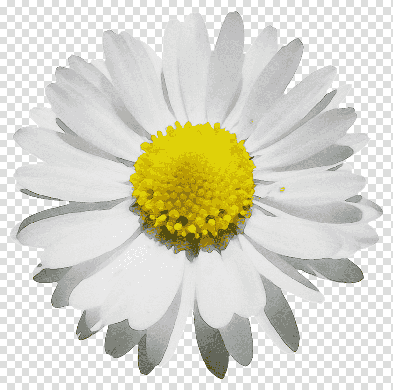 chrysanthemum oxeye daisy roman chamomile marguerite daisy aster, Watercolor, Paint, Wet Ink, Flower, Argyranthemum, Chamomiles transparent background PNG clipart