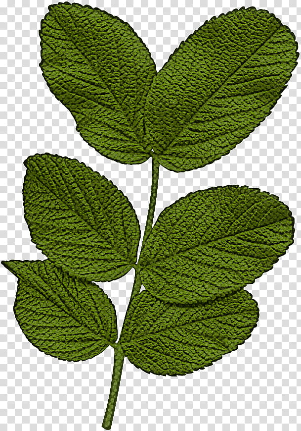 leaf plant flower slippery elm tree, Herb, Swamp Birch, Siberian Elm, Nettle Family transparent background PNG clipart