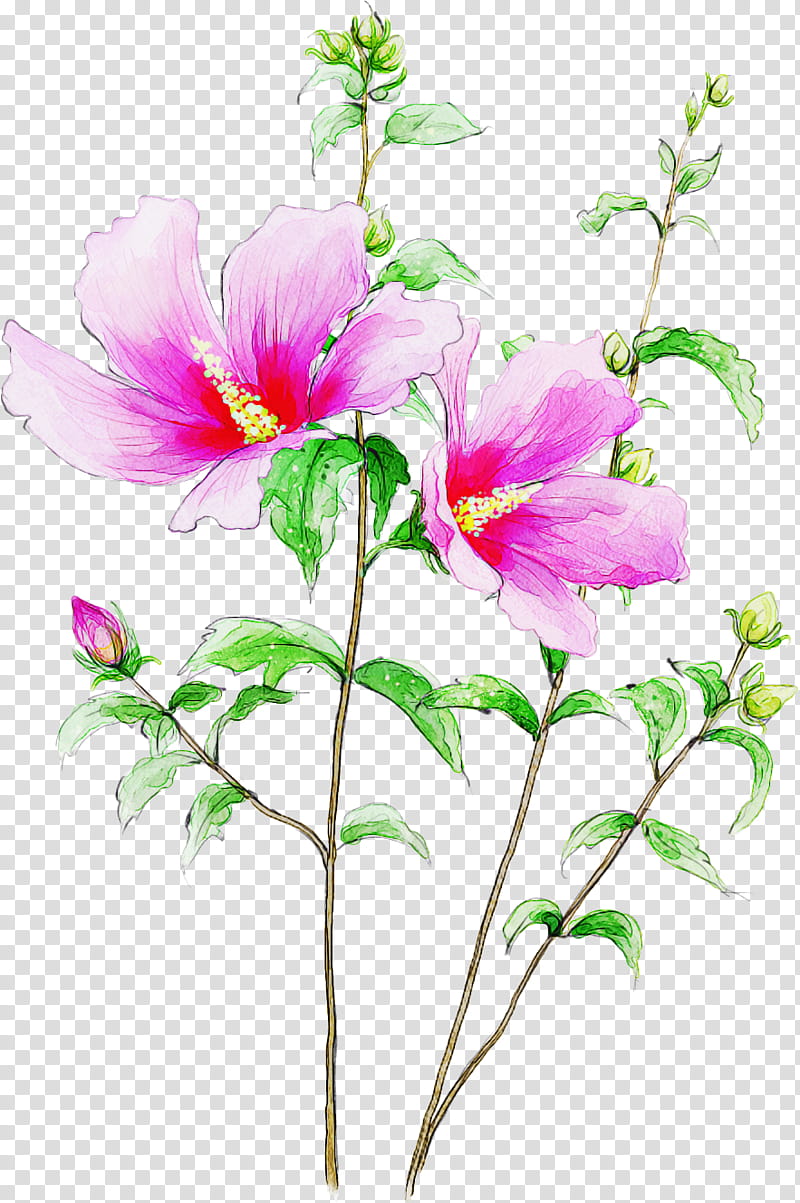 flower plant petal watercolor paint pink, Drawing Flower, Watercolor Flower, Floral Drawing, Hibiscus, Prickly Rose, Plant Stem, Mallow Family transparent background PNG clipart