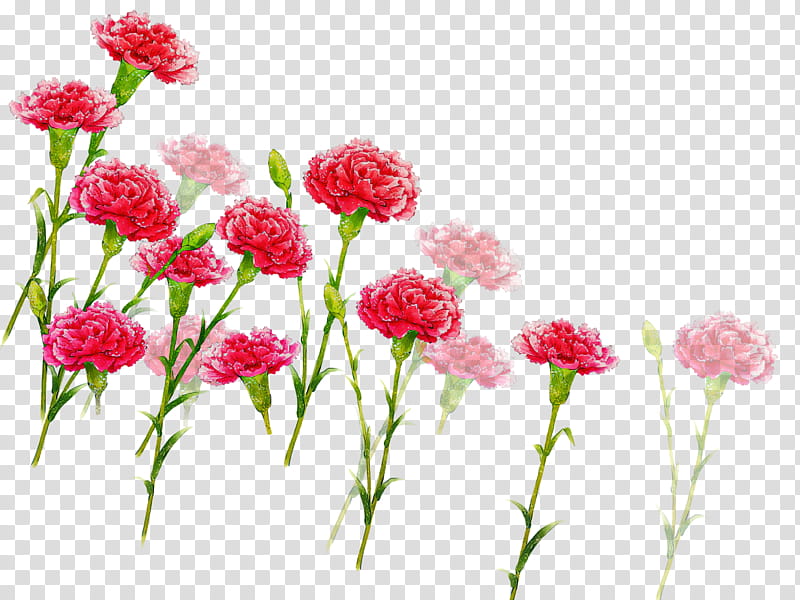 Artificial flower, Pink, Plant, Cut Flowers, Prince Of Wales Feathers, Carnation, Sweet William, Plant Stem transparent background PNG clipart