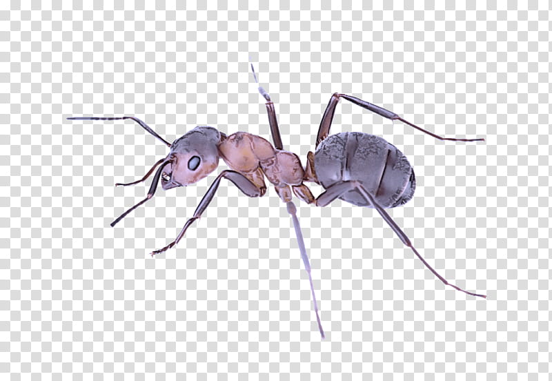 insect carpenter ant pest ant membrane-winged insect, Membranewinged Insect transparent background PNG clipart