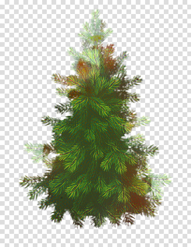 Christmas Black And White, Spruce, Pine, Parakeet, Video, Needle, Youtube, Fir transparent background PNG clipart