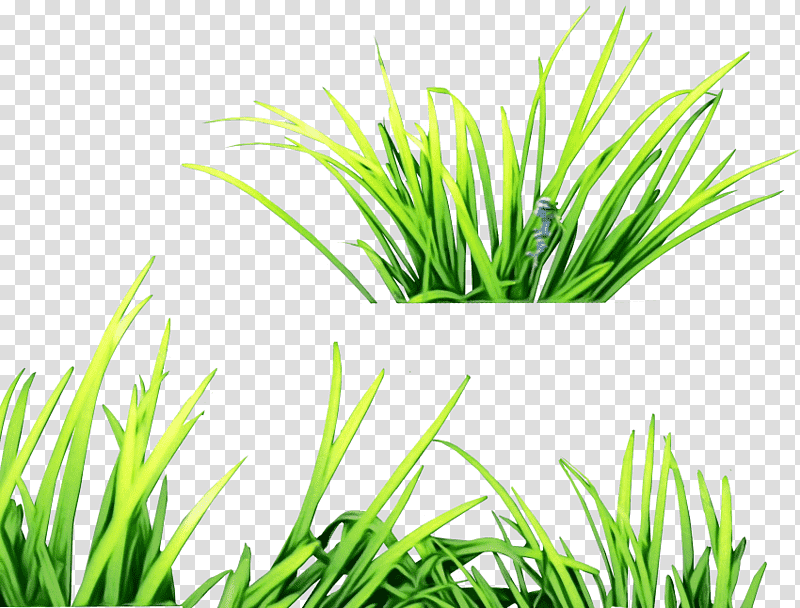 aquarium decor plant stem fresh lemongrass commodity sweet grass, Watercolor, Paint, Wet Ink, Wheatgrass, Tree, Grasses transparent background PNG clipart