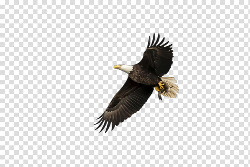 Flying Bird, Flying Eagle, Soaring Eagle, Bald Eagle, Golden Eagle, Vulture, Flight, African Fish Eagle transparent background PNG clipart