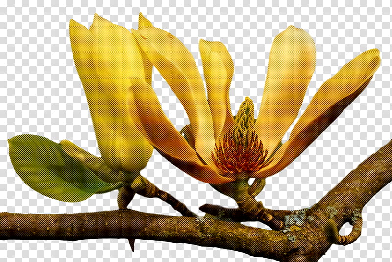 spring flower spring floral flowers, Tulip Poplar, Plant, Magnolia Family, Branch, Tree, Southern Magnolia, Bud transparent background PNG clipart