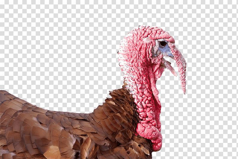 landfowl domestic turkey turkey beak, Domestication, Biology, Science, Birds transparent background PNG clipart