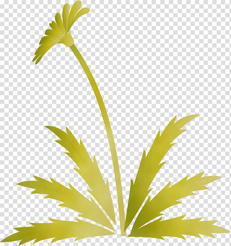 Palm tree, Dandelion Flower, Easter Day Flower, Spring Flower, Watercolor, Paint, Wet Ink, Leaf transparent background PNG clipart