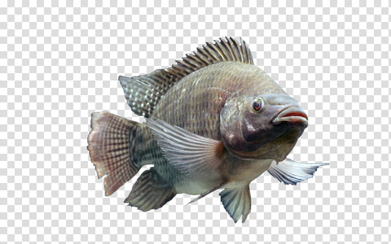 fish fish tilapia perch bluegill, Bass, Bonyfish, Fin, Rayfinned Fish transparent background PNG clipart