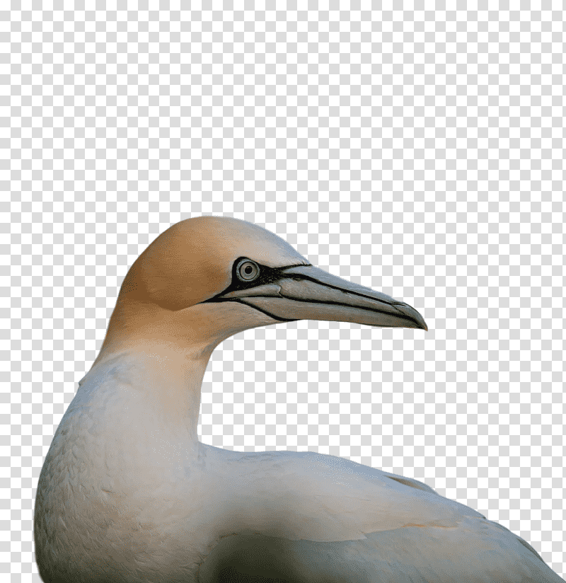 gannets beak transparent background PNG clipart