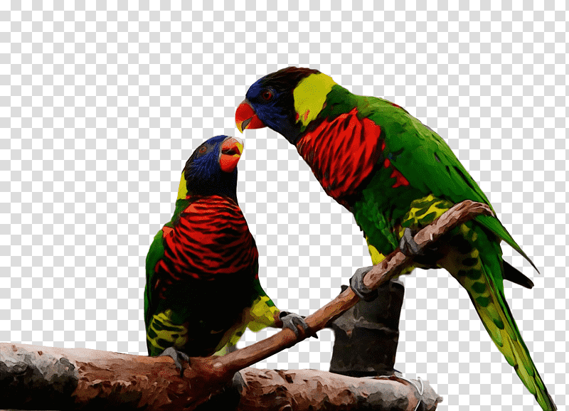 loriini rainbow lorikeet macaw parakeet beak, Watercolor, Paint, Wet Ink transparent background PNG clipart