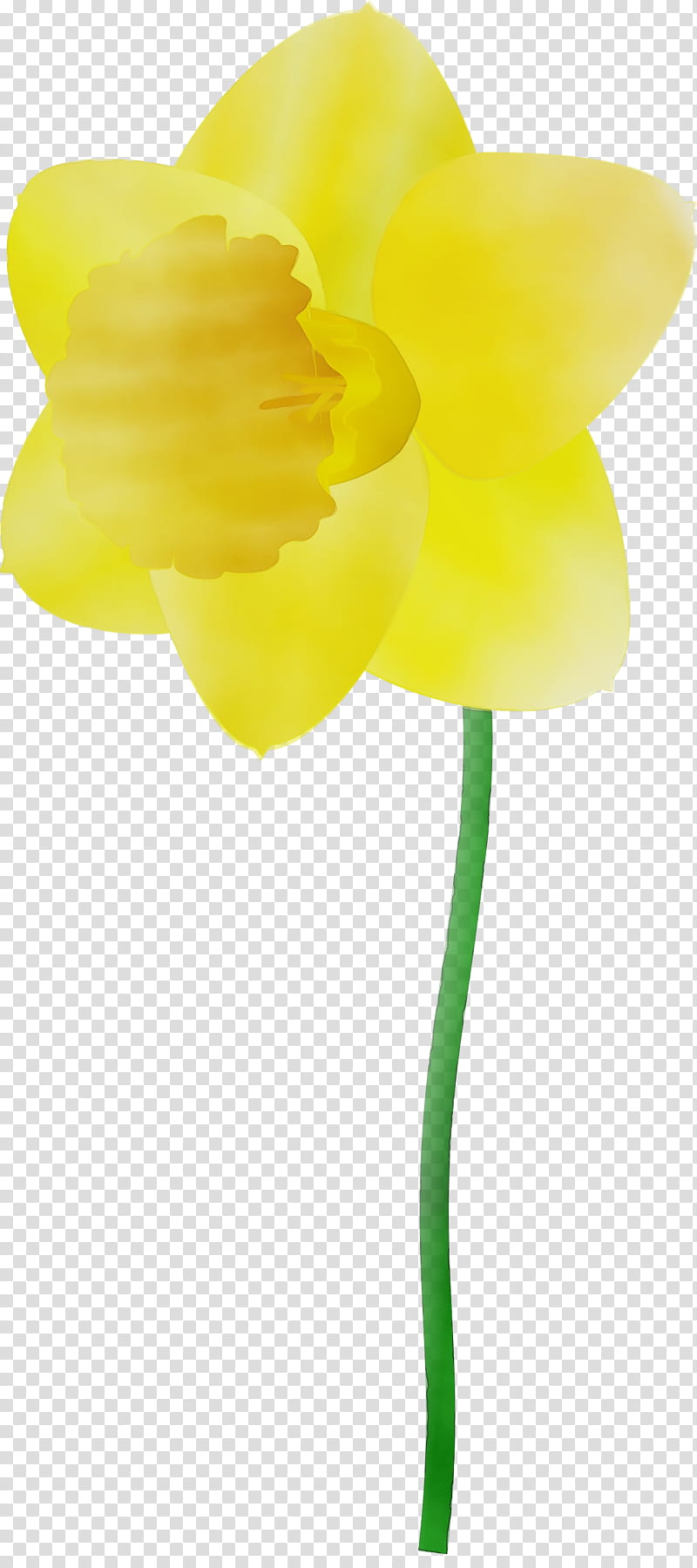 yellow flower cut flowers plant petal, Watercolor, Paint, Wet Ink, Pedicel, Plant Stem, Tulip, Narcissus transparent background PNG clipart