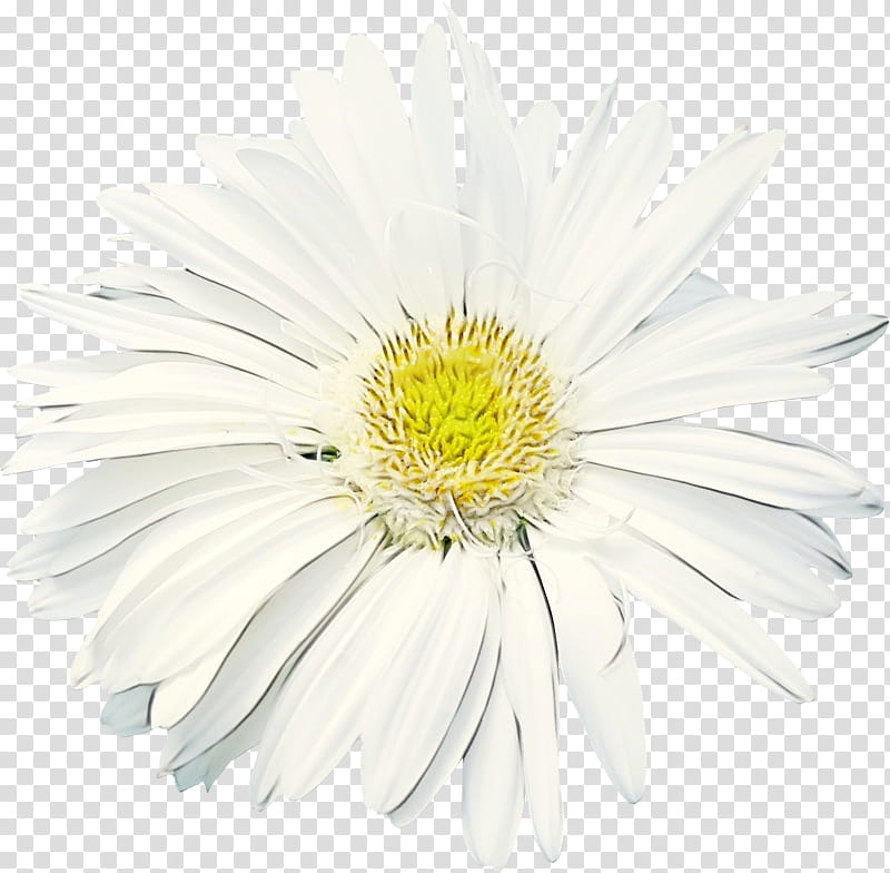 Daisy, Watercolor, Paint, Wet Ink, Flower, White, Petal, Gerbera transparent background PNG clipart