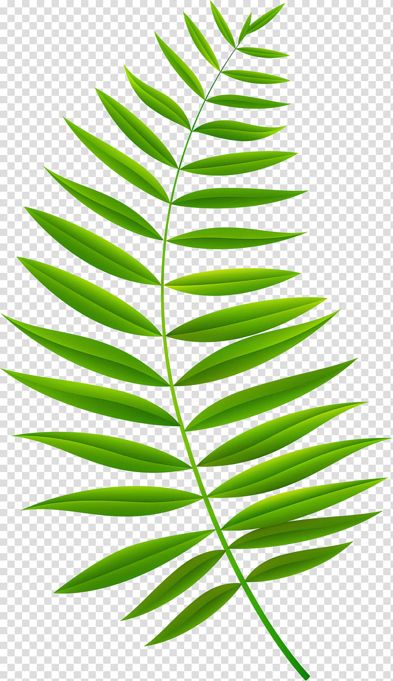 Fern, Leaf, Green, Plant, Vascular Plant, Terrestrial Plant, Tree, Flower transparent background PNG clipart