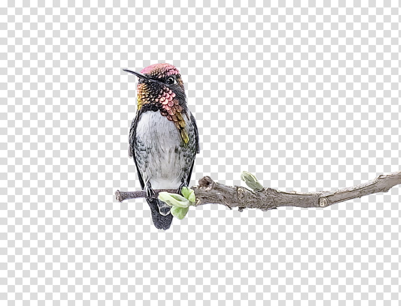 bird, Beak, Hummingbird, Branch, Coraciiformes, Rubythroated Hummingbird, Perching Bird, Cuculiformes transparent background PNG clipart