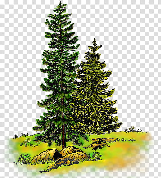 spruce pine watercolor painting tree fir, Mixed Media, Evergreen, Larch, Poster transparent background PNG clipart