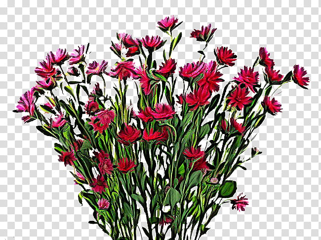 flower plant cut flowers petal wildflower, Ixia, Plant Stem, Pink Family, Bouquet, Dianthus, Tulip, Perennial Plant transparent background PNG clipart