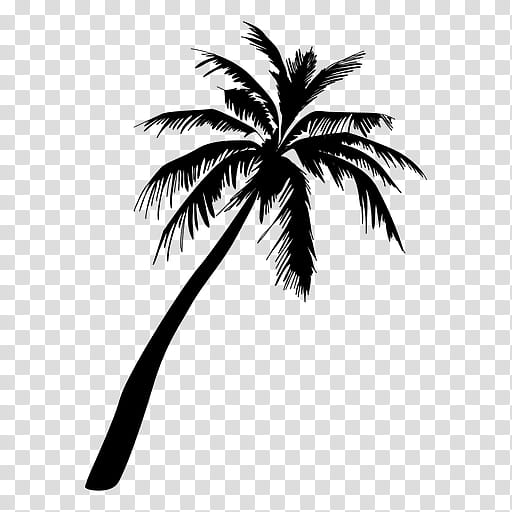 Palm tree, White, Blackandwhite, Arecales, Leaf, Woody Plant, Coconut, Line transparent background PNG clipart