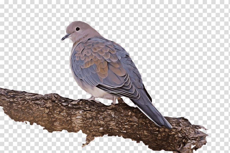 Feather, Columbidae, Dove, American Sparrows, Beak transparent background PNG clipart