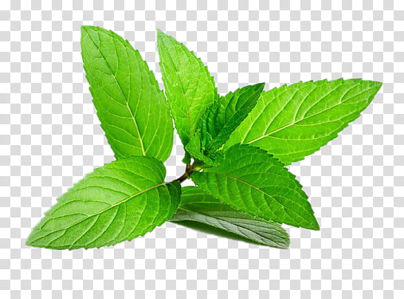 leaf plant flower tree herb, Mint, Mulukhiyah, Herbal, Stevia Rebaudiana, Nettle Family, Jiaogulan transparent background PNG clipart
