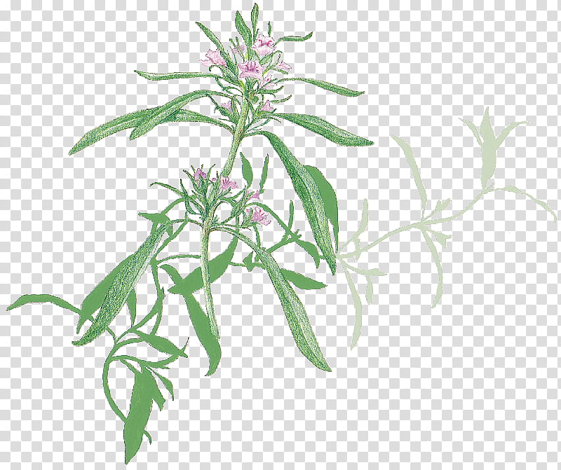 Summer Flower, Leaf, Herb, Plant Stem, Summer Savory, Plants, Herbaceous Plant, Root transparent background PNG clipart