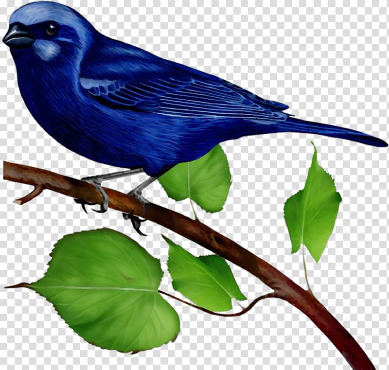 bird beak indigo bunting perching bird songbird, Watercolor, Paint, Wet Ink, Branch, Bluebird, Plant, Twig transparent background PNG clipart