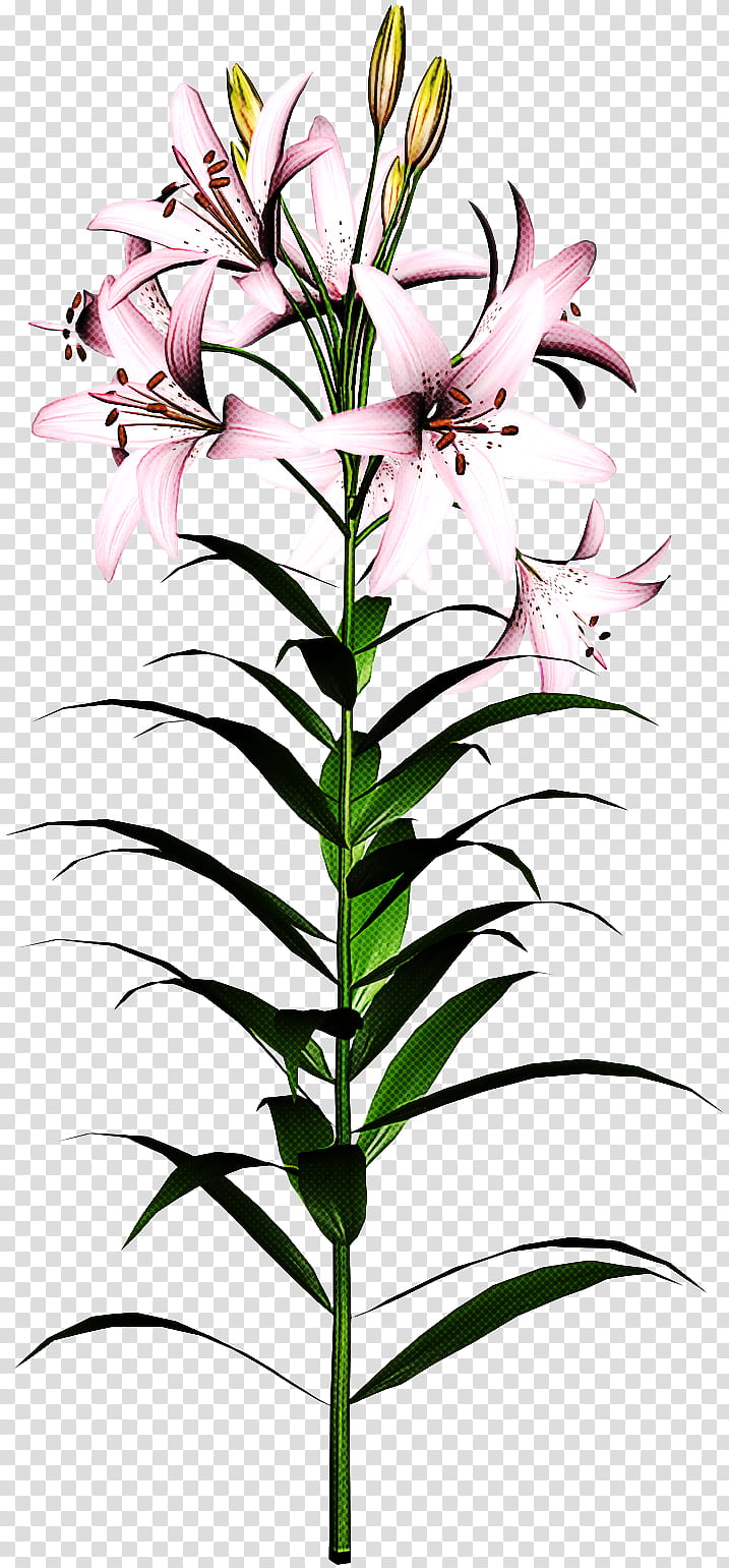 flower plant lily tiger lily pedicel, Stargazer Lily, Plant Stem, Cooktown Orchid, Herbaceous Plant, Lily Family, Petal, Wildflower transparent background PNG clipart