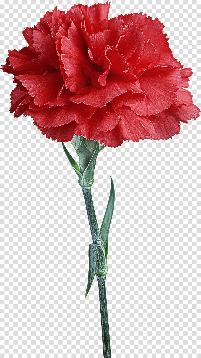 flower carnation plant cut flowers red, Pink, Petal, Dianthus, Pink Family, Plant Stem, Common Peony, Caryophyllales transparent background PNG clipart